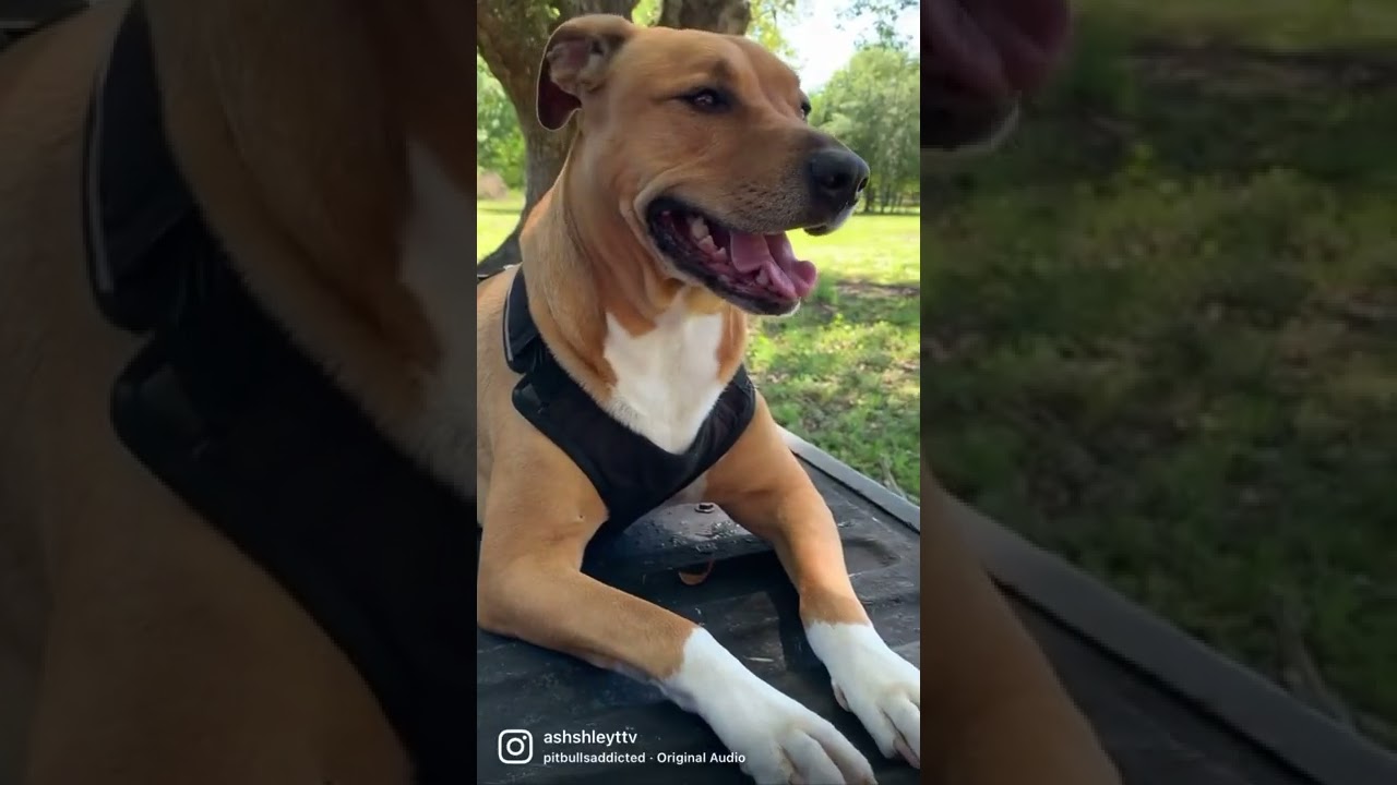 Vicious Pitbull Check 🥰 - YouTube