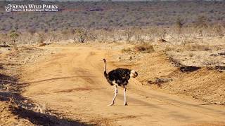 Why are Ostriches so Fast? Ostrich Running Speed Explained!