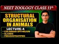 Structural Organisation In Animals 04 || Simple Epithelium || Class 11/NEET 