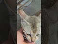 এক ফোঁটা পানিও অনেক সময় ওদের প্রাণ বাঁচায়।#WaterForAnimals #SaveLives #StraySupport 🐕 💖🥹🙏😻🌸