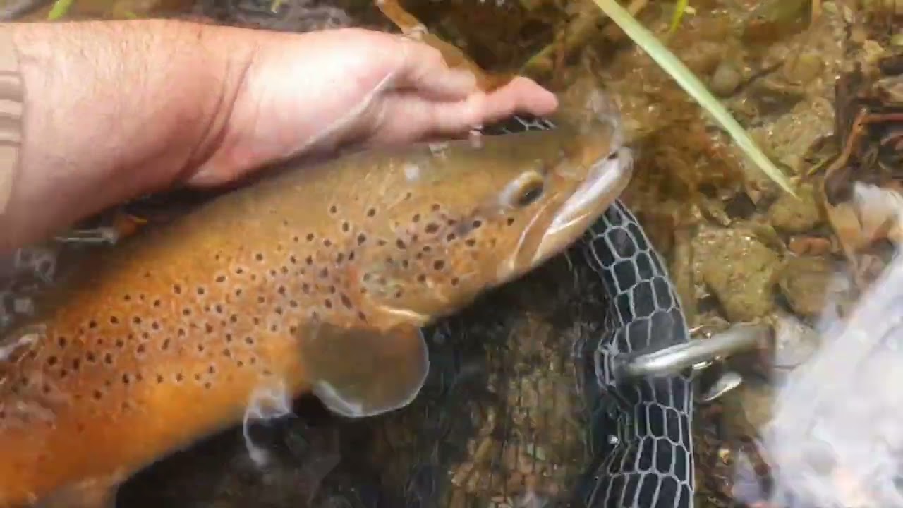 Vidéos page présentation