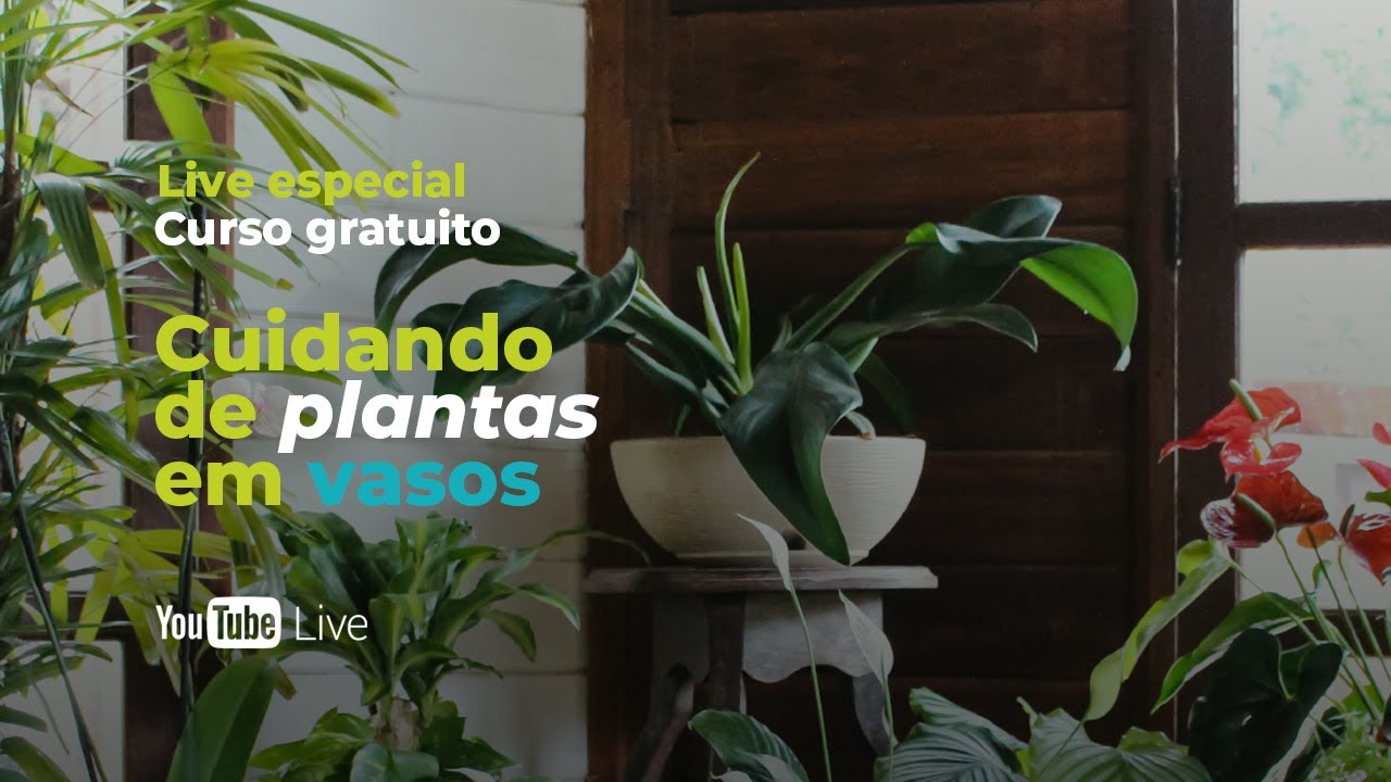 Live Especial - Cuidando de Plantas em Vasos - Lucia responde
