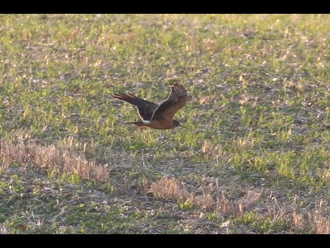 bird app Pallid Harrier (circus macrourus)