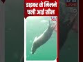 डाइवर से मिलने चली आई सील | #dwhindinews #seal #youngseal #divers #sea