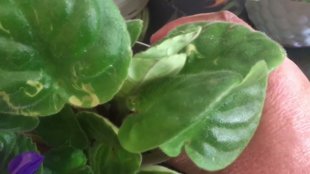 MENEKŞE YAPRAKTAN NASIL ÇOĞALTILIR???✅✅menekşeden aldığım yaprakları bu sefer topluca bardağa koydum