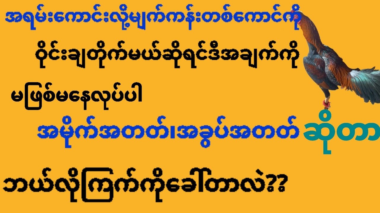 @ကြက်မျက်ကန်းတစ်ကောင်ကိုဝိုင်းချတိုက်မယ်ဆိုရင်ဒီအချက်တွေလုပ်ပြီးမှဝိုင်းဝင်ပါ အမိုက်တတ်၊အခွပ်တတ်ဆိုတ