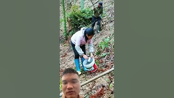 Diệt Tre Tận Gốc Để Lấy Đất Trồng Cây #satisfying