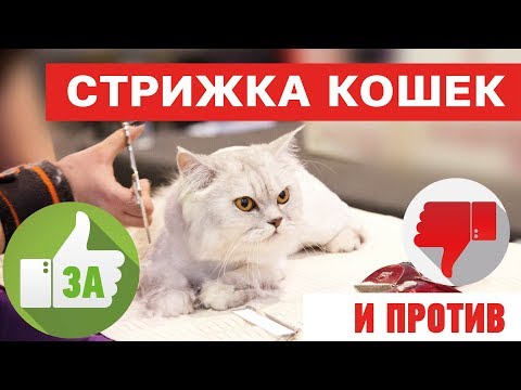 Стрижка кошек - это вредно??? За и против. На что обратить внимание!