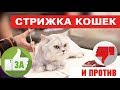 Стрижка кошек - это вредно??? За и против. На что обратить внимание!