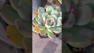 #plants #plantlover #echeveria #suculentas #succulent #succulent #succulentgarden