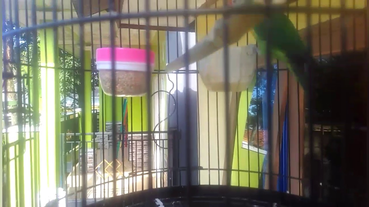 #BURUNG LAKBET 