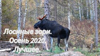 Лосиные зори.На лося на реву.Осень 2020. Лучшее.