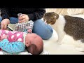 赤ちゃんが泣き止まない時のパパ猫の行動が尊すぎた…涙