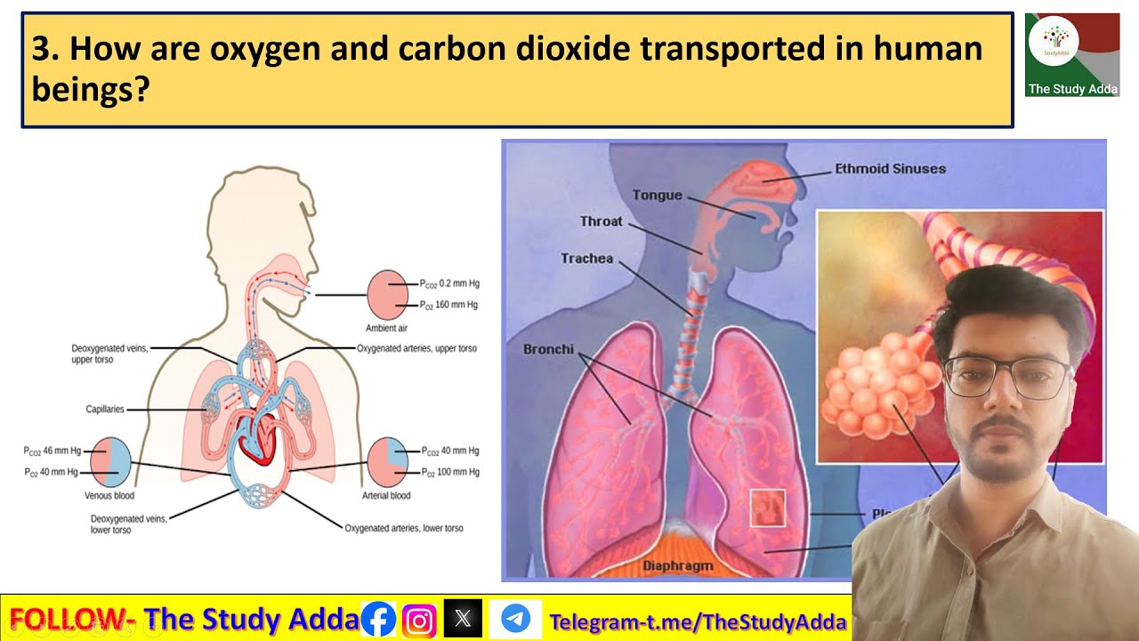 2. What are the different ways in which glucose is oxidised to provide ...