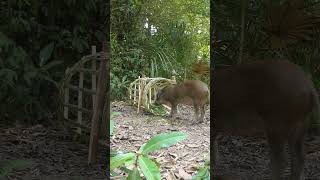 Easy Wild boar trap Using Bamboo Cage Working (100%)