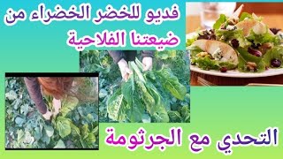 فديو للخضر الخضراء الصحية بدون مواد كيماوية