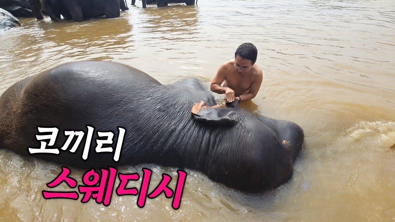 스리랑카 코끼리 목욕탕에서 때밀어주기