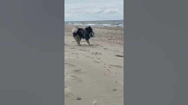 Nie zawsze jest tak jakbyśmy chcieli 🤪 #funny #funnyvideo #funnyshorts #funnydogs #shorts #memes