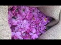 Sourcing the precious rose oil in morocco  kenza international beauty