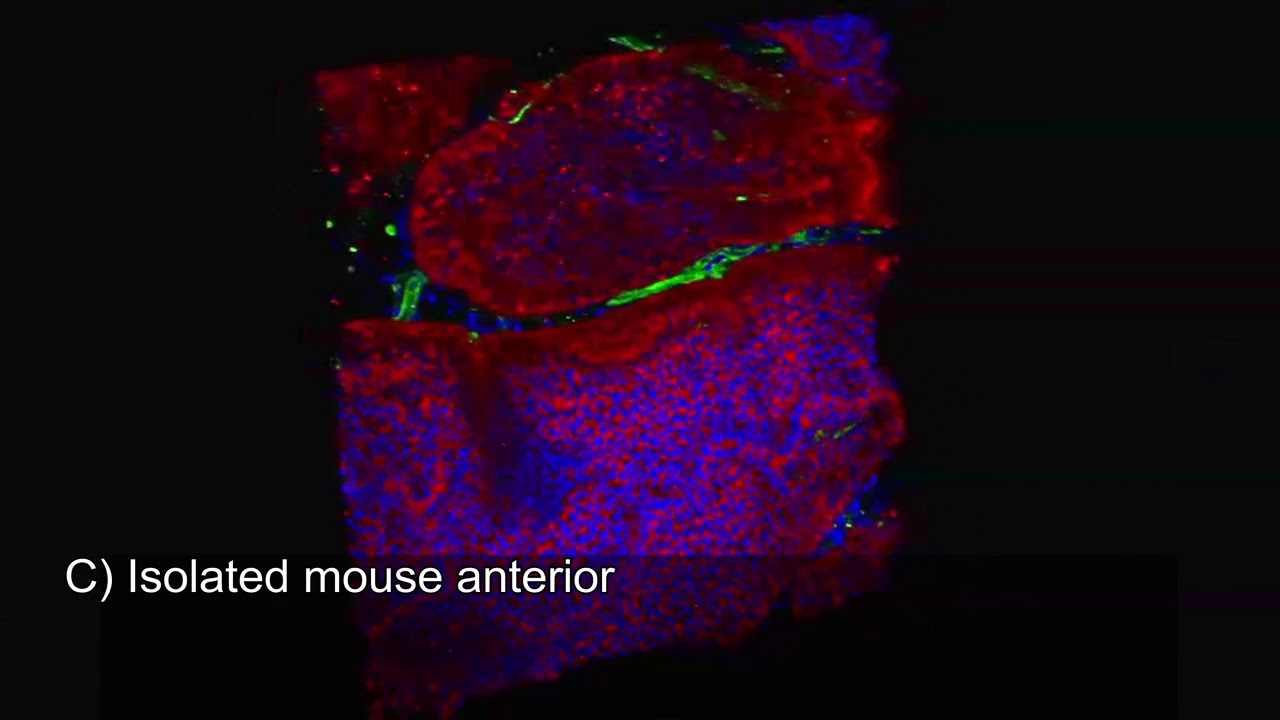 Visikol HISTO Mouse Prostate