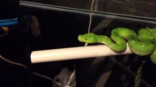 Male aru green tree python feeding