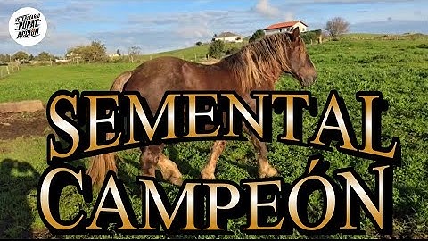 HISPANO BRETÓN: SEMENTAL CAMPEÓN