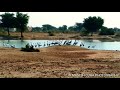 Kurja birds  deer wildlife  near osianjodhpur