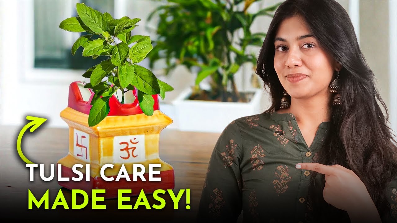 5 Tips to Make Your Tulsi Grow Bushy and Green!