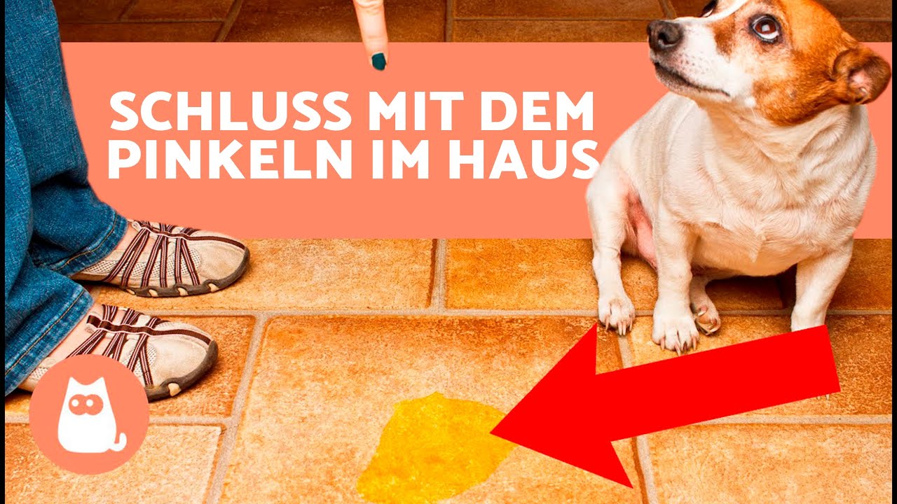 Mittel Gegen Pinkelnde Hunde