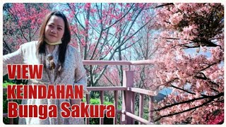 TARLING LAWAS SOEKARNO - HATTA ll VIEW KEINDAHAN BUNGA SAKURA