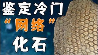 【鬼谷说】是什么“化石”让古生物学家集体破防？