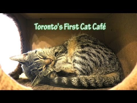  Toronto  s First Cat  Caf  Vlog YouTube