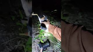 Dilokasi dan ditempat yang sama dapat 2 ekor ruak ruak,toa ruak ruak bang jer mantap. #toaruakruak