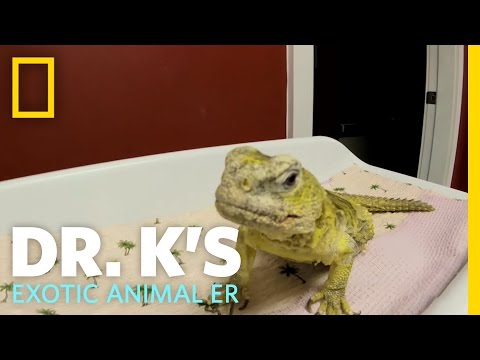 Getting Out of a Pickle | Dr. K's Exotic Animal ER