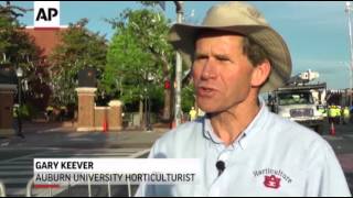 Crews cut down poisoned oaks at Auburn U.