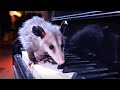 The awesome opossum song  opossum nation film
