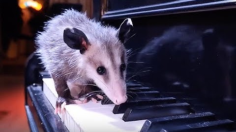 THE AWESOME OPOSSUM SONG - OPOSSUM NATION FILM