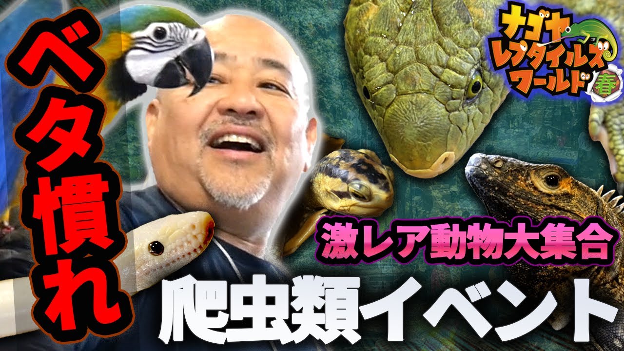 【大公開】ナゴレプ2025に集まる生体が凄かった...【ナゴヤレプタイルズワールド】