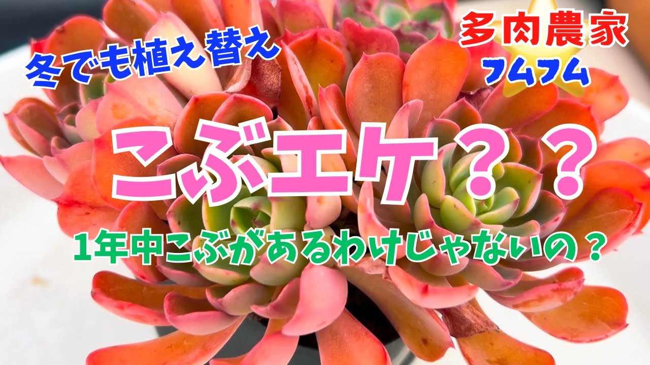 多肉植物】レインドロップなのにこぶが出な〜い💦 - YouTube