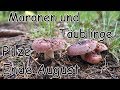 Pilze Ende August   Maronen und Täublinge