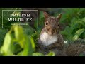 Gray Squirrel Facts Quiz
