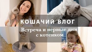 КОШАЧИЙ ВЛОГ❤️ВСТРЕЧА С КОТЕНКОМ И ПЕРВЫЕ ДНИ С НАМИ❤️ВЛОГ