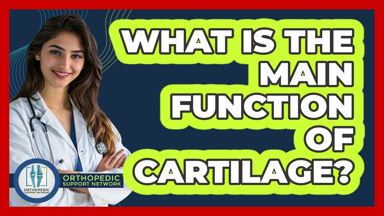 What Is The Main Function Of Cartilage?