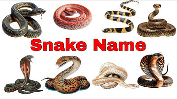 20 सांपों के नाम | 20 Snake Names in English and Hindi |Kids Learning Educational Video for Children