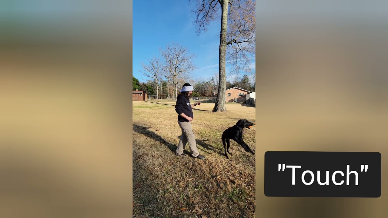 AKC Novice Trick Dog Submission Video YouTube akc-novice-trick-dog-submission-video-youtube