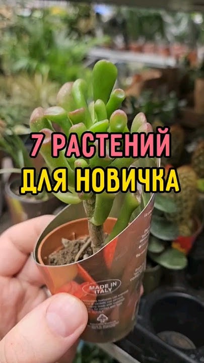 7 растений для новичка - YouTube