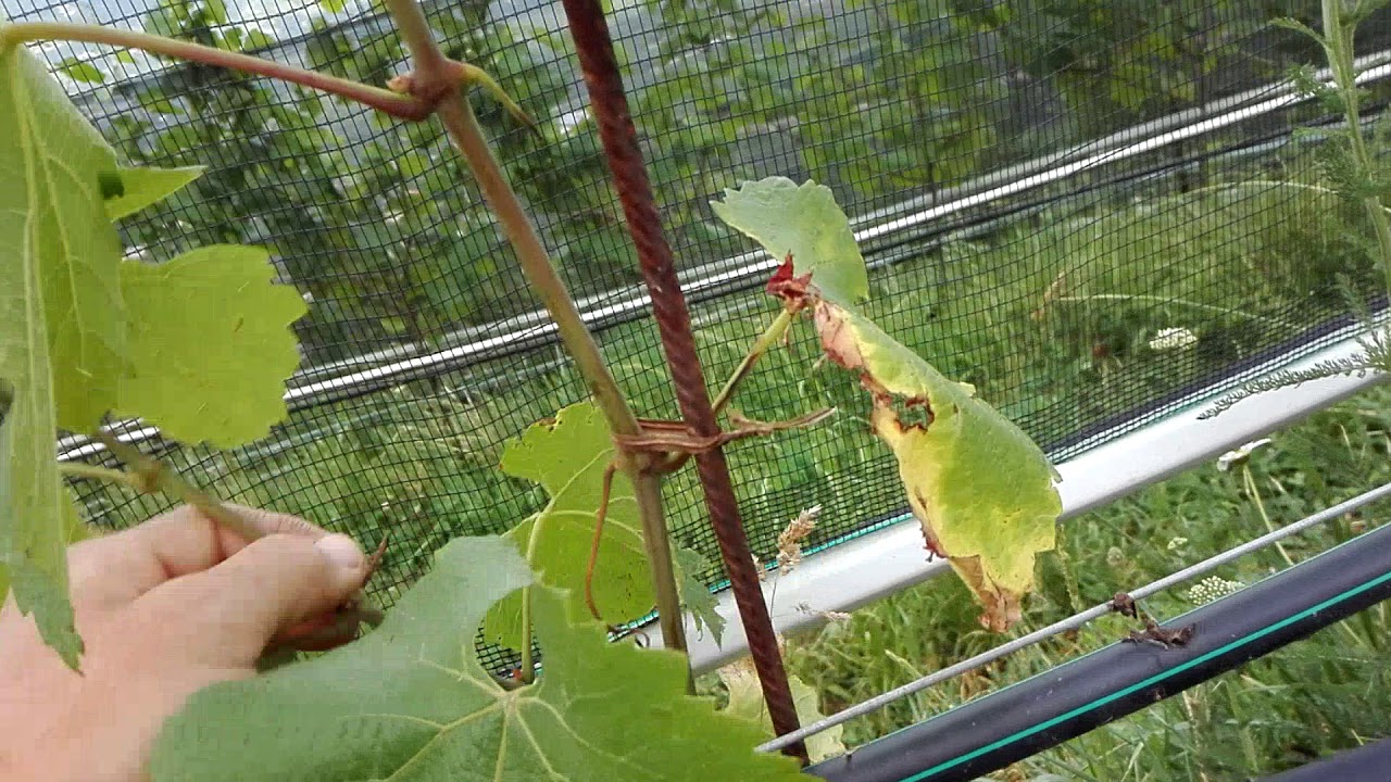 Úprava sadeničky v druhom povýsadbovom roku