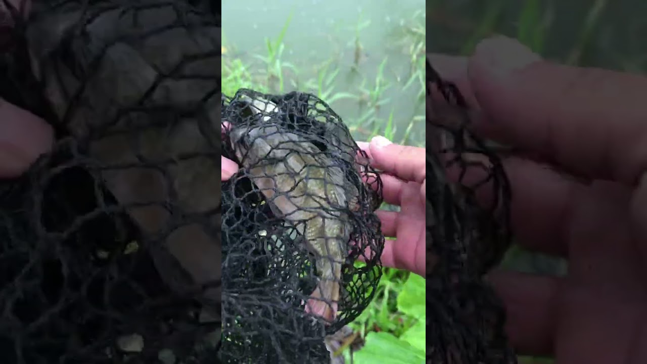 Kumawil kami kahit maulan 