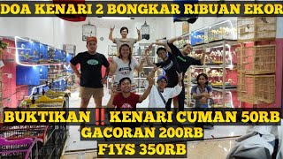 BUKTIKAN‼PROMO UGAL UGALAN||KENARI MULAI HARGA 50RB,GACORAN CUMAN 200RB||F1YS 350RB