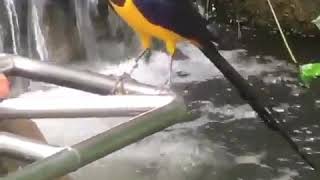 Download Lagu Murai Batu Papua MP3